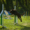 Spinefly Kelpie Agility