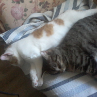 Photo #278442 de Kira
