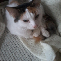 Photo #278451 de Minouche