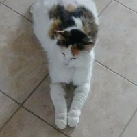 Photo #278452 de Minouche