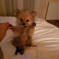 Photo #278531 de Olaf