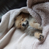 Photo #278532 de Olaf