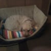 Photo #278630 de Bonnie