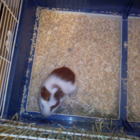 Photo #278648 de Noisette