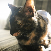 Photo #278814 de Madame Boucane (Fournier)