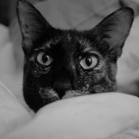 Photo #278816 de Madame Boucane (Fournier)