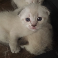 Photo #278971 de Ninette 