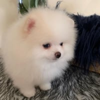 Photo #278988 de Océane