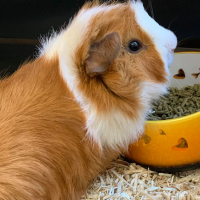 Photo #279071 de Peppy