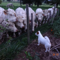 Photo #279089 de FricFrac