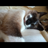 Photo #279094 de Pippin