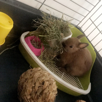Photo #279098 de Cookie