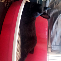 Photo #279101 de Tchoupie