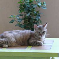 Photo #279128 de MAYA 