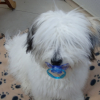 Photo #279136 de ELVIS