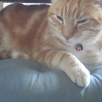 Photo #279172 de Caramel
