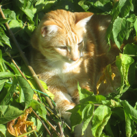 Photo #279174 de Caramel