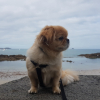 Charlie, 05/10/2019 - Plage de Saint-Malo