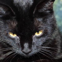 Photo #279177 de Waloo