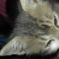 Photo #279179 de patoche 