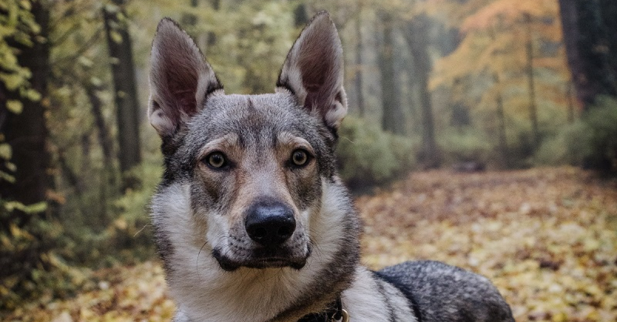 Otone & la Foret 11 Mois Chien Loup Tchécoslovaque