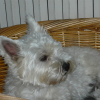 Photo #279190 de Clochette