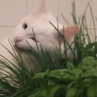 Photo #279262 de Chantilly