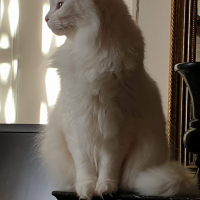 Photo #279263 de Chantilly