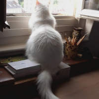 Photo #279264 de Chantilly