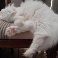 Photo #279265 de Chantilly