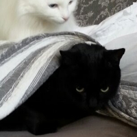 Photo #279266 de Chantilly