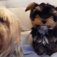 Photo #279298 de Gizmo