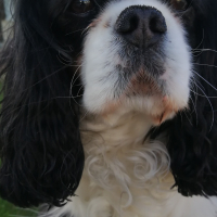 Photo #279316 de Galys