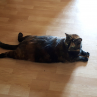 Photo #279346 de Maya
