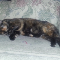 Photo #279347 de Maya