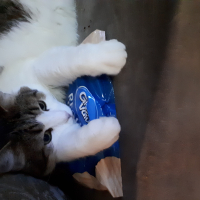 Photo #279350 de Merlin