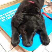 Photo #279440 de Calypso