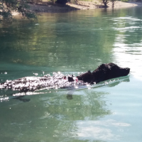 Photo #279441 de Calypso