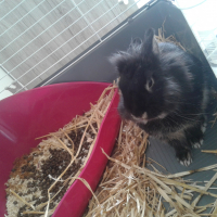 Photo #279512 de Cookie