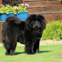 Photo #279730 de Multi.Ch.Multi.Vét.Ch.Ch.J.BW 11&12&13. FIRST SHERDAN DERNY DE L'EMPEREUR GENGIS KAN