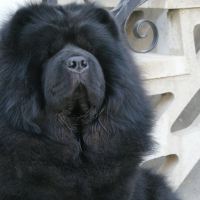 Photo #279734 de Multi.Ch.Multi.Vet.Ch.BISS.BISJ.BISV.CHOWDERNY XINLING SHI