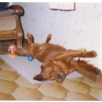 Photo #279737 de Blacky