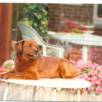 Photo #279739 de Blacky