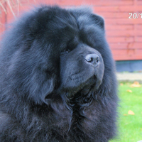 Photo #279744 de Multi.Ch.Multi.Vet.Ch.BISS.BISJ.BISV.CHOWDERNY XINLING SHI