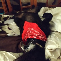 Photo #279867 de Ragnar