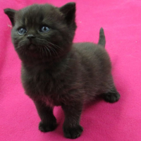Photo #279965 de Sachat