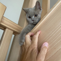 Photo #279970 de Gabin