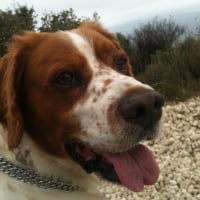 Photo #279974 de Benji