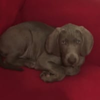 Photo #279979 de Purdey