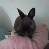 Photo #279996 de Eusebe